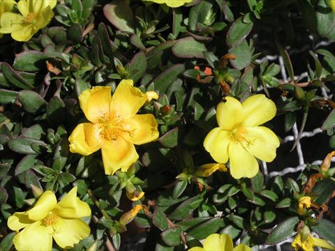 foto van een variëteit aan bloemen, te gebruiken als: Pot - en perkplant Portulaca Amica Yellow