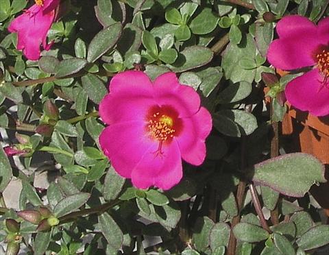 foto van een variëteit aan bloemen, te gebruiken als: Pot - en perkplant Portulaca Amica Rose with eye