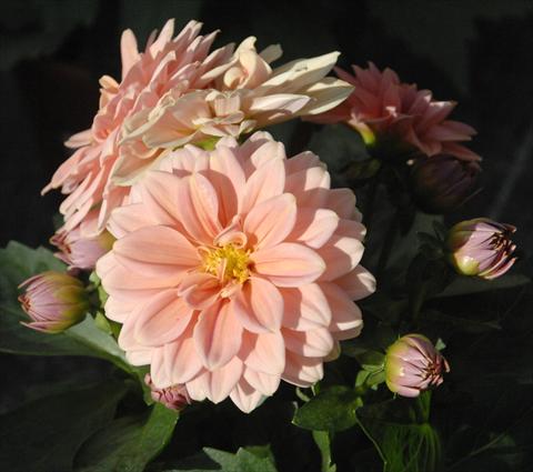 foto van een variëteit aan bloemen, te gebruiken als: Pot - en perkplant Dahlia Dahlietta Lily pesca