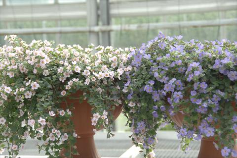 foto van een variëteit aan bloemen, te gebruiken als: Potplant, patioplant, korfplant Bacopa (Sutera cordata) Scopia® Gulliver Blu e Gulliver Pink mix