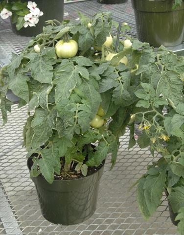 foto van een variëteit aan bloemen, te gebruiken als: Pot - en perkplant Solanum lycopersicum (pomodoro) Megabite