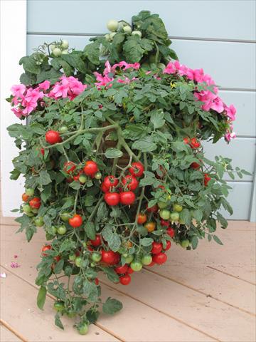 foto van een variëteit aan bloemen, te gebruiken als: Pot - en perkplant Solanum lycopersicum (pomodoro) Tumbling Red