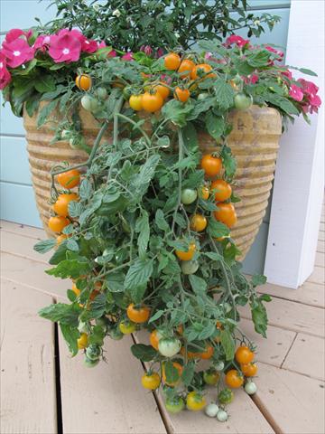 foto van een variëteit aan bloemen, te gebruiken als: Pot - en perkplant Solanum lycopersicum (pomodoro) Tumbling Yellow