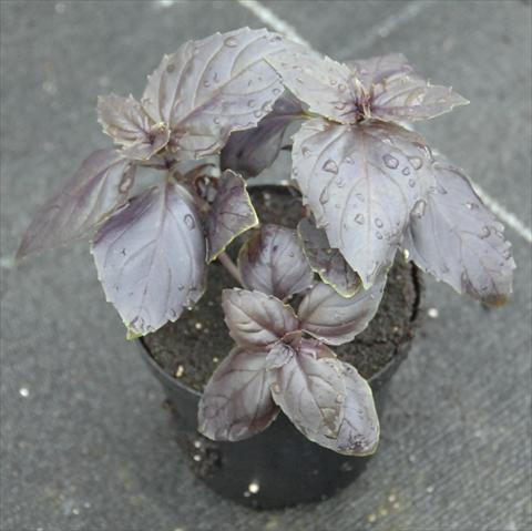 foto van een variëteit aan bloemen, te gebruiken als: Pot - en perkplant Ocimum basilicum Rosso