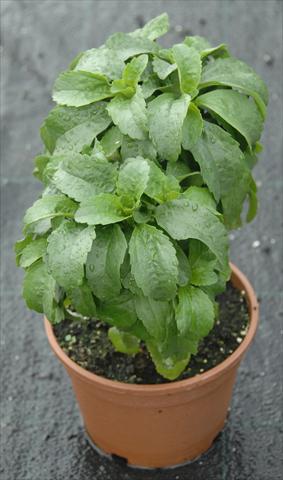 foto van een variëteit aan bloemen, te gebruiken als: Pot - en perkplant Stevia rebaudiana Stevia rebaudiana