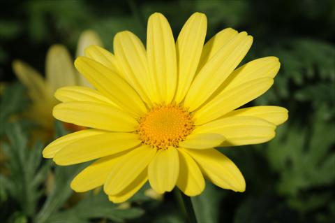 foto van een variëteit aan bloemen, te gebruiken als: Pot - en perkplant Argyranthemum PLA Yellow Empire