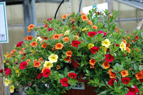 foto van een variëteit aan bloemen, te gebruiken als: Potplant, perkplant, patioplant, korfplant Calibrachoa Superbells XXX