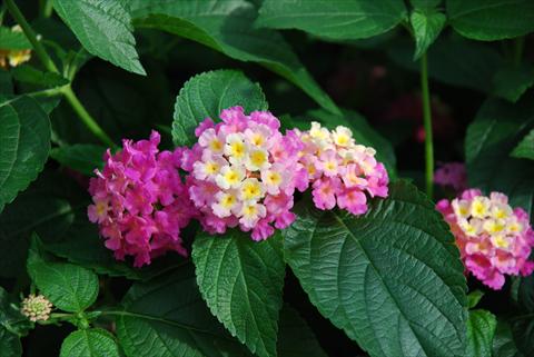foto van een variëteit aan bloemen, te gebruiken als: Pot - en perkplant Lantana camara Top Calippo Pink Passion