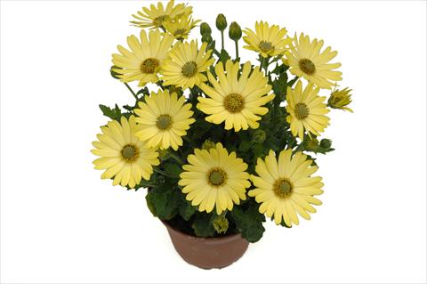 foto van een variëteit aan bloemen, te gebruiken als: Pot - en perkplant Osteospermum Springstar Big Yellow