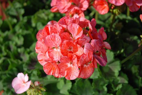 foto van een variëteit aan bloemen, te gebruiken als: Pot Pelargonium zonale Gen® FlicFlac Red