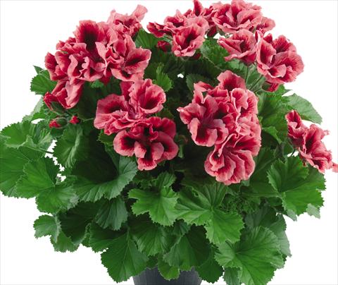 foto van een variëteit aan bloemen, te gebruiken als: Pot Pelargonium grandiflorum Top Vicky