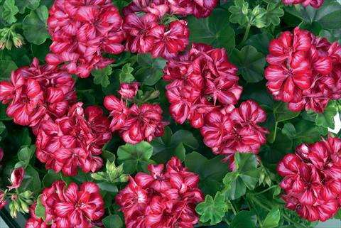 foto van een variëteit aan bloemen, te gebruiken als: Pot Pelargonium peltatum Gen® Lollipop Cherry