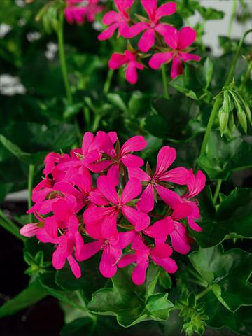 foto van een variëteit aan bloemen, te gebruiken als: Pot Pelargonium peltatum Ville Gen Balcon Noa