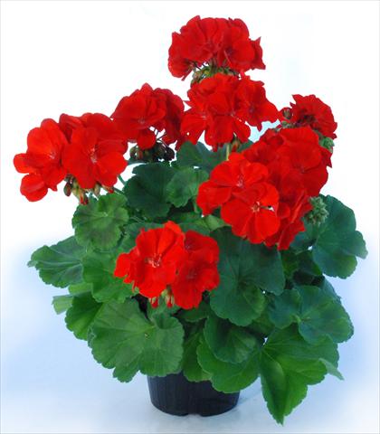 foto van een variëteit aan bloemen, te gebruiken als: Pot Pelargonium zonale Top King Laurin