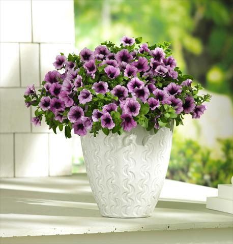 foto van een variëteit aan bloemen, te gebruiken als: Potplant, patioplant, korfplant Petunia PW Bordeaux