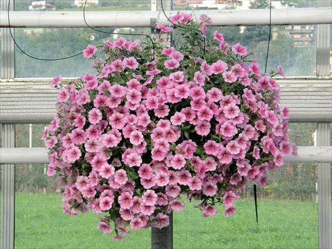 foto van een variëteit aan bloemen, te gebruiken als: Potplant, patioplant, korfplant Petunia Veranda® Rose Vein