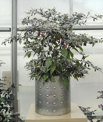 foto van een variëteit aan bloemen, te gebruiken als: Pot - en perkplant Capsicum annuum Hot Purple