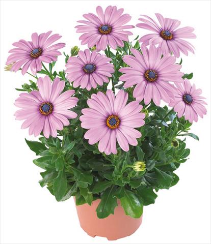 foto van een variëteit aan bloemen, te gebruiken als: Pot - en perkplant Osteospermum Margarita Nano® Dark Lilac