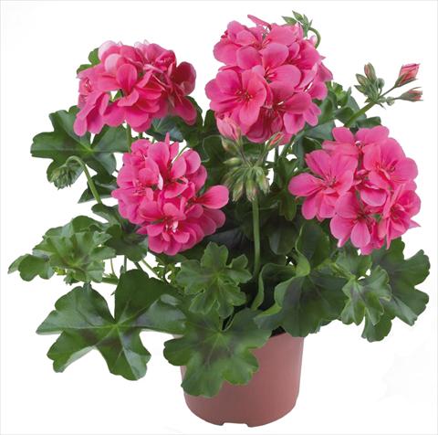 foto van een variëteit aan bloemen, te gebruiken als: Patioplant, potplant Pelargonium peltatum Dancing Idols® Candy