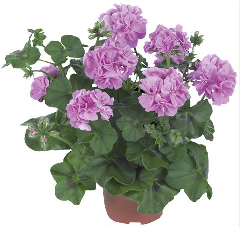 foto van een variëteit aan bloemen, te gebruiken als: Patioplant, potplant Pelargonium peltatum Dancing Idols® Lavender