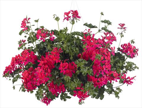 foto van een variëteit aan bloemen, te gebruiken als: Potplant, patioplant, korfplant Pelargonium peltatum Grand Idols® Neon Pink