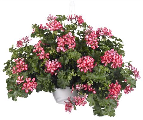 foto van een variëteit aan bloemen, te gebruiken als: Potplant, patioplant, korfplant Pelargonium peltatum Grand Idols® Red Bicolor
