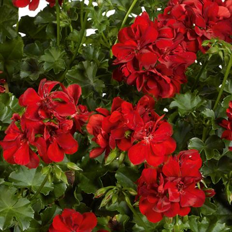foto van een variëteit aan bloemen, te gebruiken als: Potplant, patioplant, korfplant Pelargonium peltatum pac® Ruby Rosso vivace