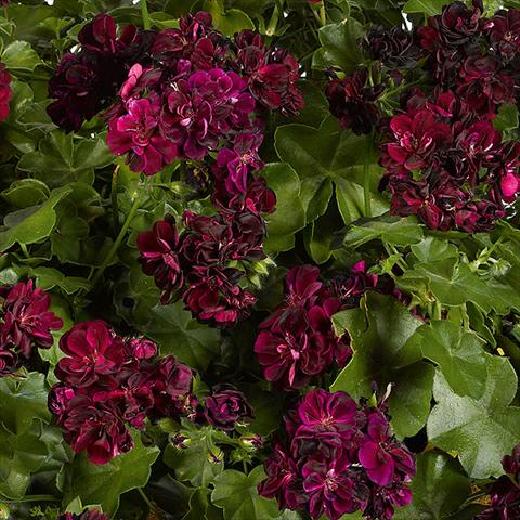 foto van een variëteit aan bloemen, te gebruiken als: Potplant, patioplant, korfplant Pelargonium peltatum pac® Tommy Rosso borgogna scuro
