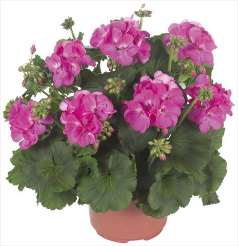 foto van een variëteit aan bloemen, te gebruiken als: Patioplant, potplant Pelargonium zonale Master Idols® Pink
