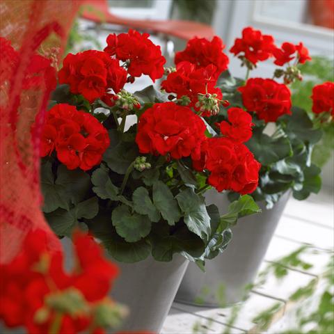 foto van een variëteit aan bloemen, te gebruiken als: Patioplant, potplant Pelargonium zonale Master Idols® Scarlet Red