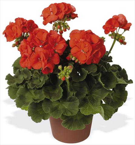 foto van een variëteit aan bloemen, te gebruiken als: Patioplant, potplant Pelargonium zonale pac® Schocking Orange