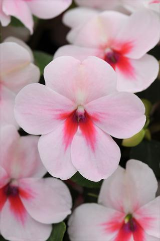 foto van een variëteit aan bloemen, te gebruiken als: Pot - en perkplant Impatiens walleriana Impreza™ Cherry Splash