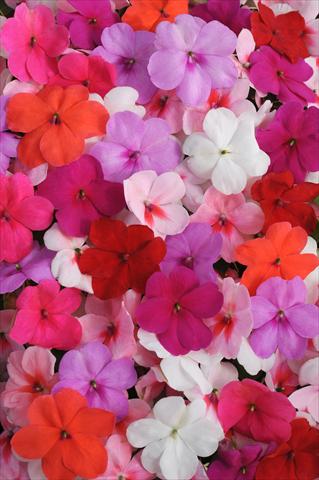 foto van een variëteit aan bloemen, te gebruiken als: Pot - en perkplant Impatiens walleriana Impreza™ Formula Mixture