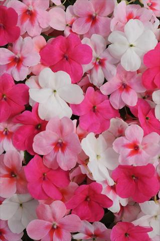 foto van een variëteit aan bloemen, te gebruiken als: Pot - en perkplant Impatiens walleriana Impreza™ Pink Spring Mixture