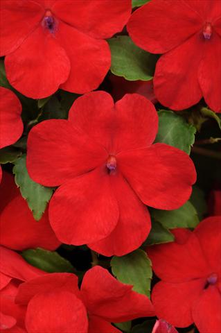 foto van een variëteit aan bloemen, te gebruiken als: Pot - en perkplant Impatiens walleriana Impreza™ Red