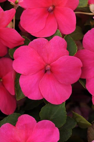 foto van een variëteit aan bloemen, te gebruiken als: Pot - en perkplant Impatiens walleriana Impreza™ Rose
