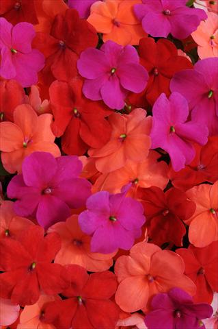foto van een variëteit aan bloemen, te gebruiken als: Pot - en perkplant Impatiens walleriana Impreza™ South Beach Mixture