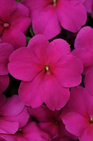 foto van een variëteit aan bloemen, te gebruiken als: Pot - en perkplant Impatiens walleriana Impreza™ Violet