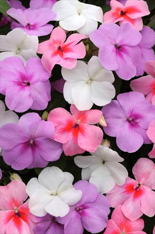 foto van een variëteit aan bloemen, te gebruiken als: Pot - en perkplant Impatiens walleriana Impreza™ Water Color Mixture