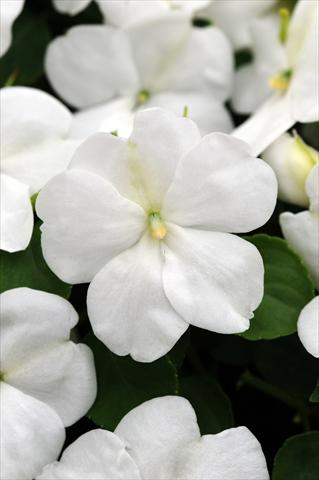 foto van een variëteit aan bloemen, te gebruiken als: Pot - en perkplant Impatiens walleriana Impreza™ White