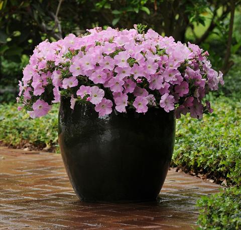 foto van een variëteit aan bloemen, te gebruiken als: Perkplant, potplant of korfplant Petunia x hybrida Easy Wave Mystic Pink Improved