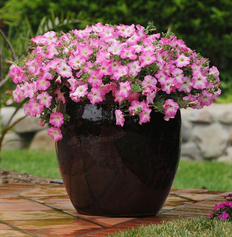 foto van een variëteit aan bloemen, te gebruiken als: Perkplant, potplant of korfplant Petunia x hybrida Easy Wave Pink Dawn