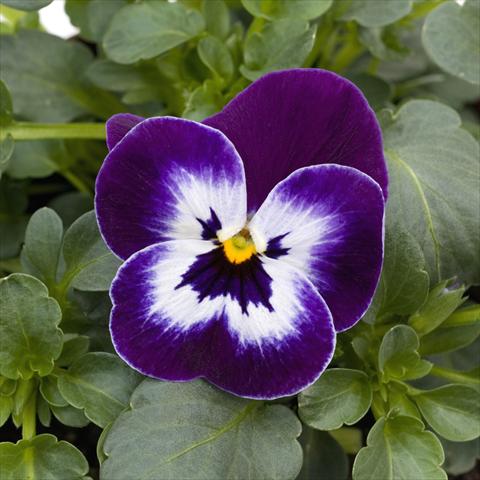 foto van een variëteit aan bloemen, te gebruiken als: Pot - en perkplant Viola cornuta Sorbet™ Purple Face XP