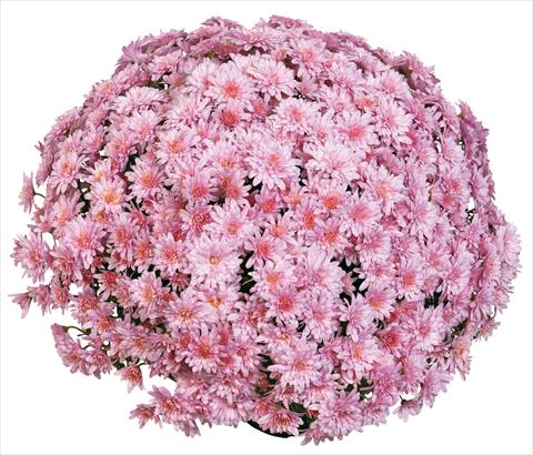 foto van een variëteit aan bloemen, te gebruiken als: Pot - en perkplant Chrysanthemum Aelya