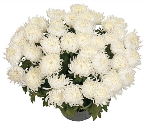 foto van een variëteit aan bloemen, te gebruiken als: Pot - en perkplant Chrysanthemum Bilkis