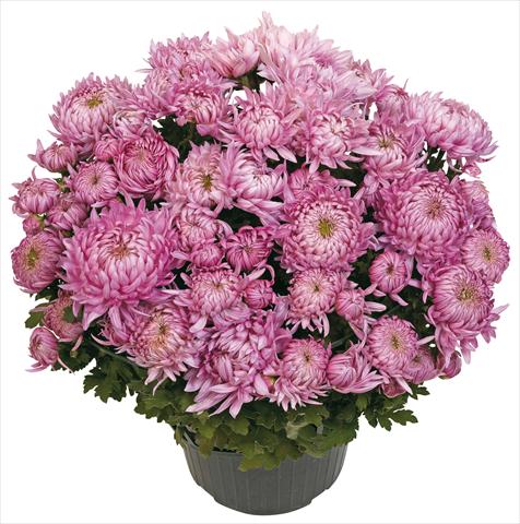 foto van een variëteit aan bloemen, te gebruiken als: Pot - en perkplant Chrysanthemum Calenza Rosa