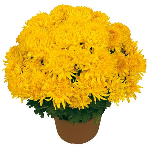 foto van een variëteit aan bloemen, te gebruiken als: Pot - en perkplant Chrysanthemum Diego Giallo