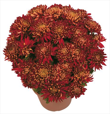 foto van een variëteit aan bloemen, te gebruiken als: Pot - en perkplant Chrysanthemum Diego Rosso