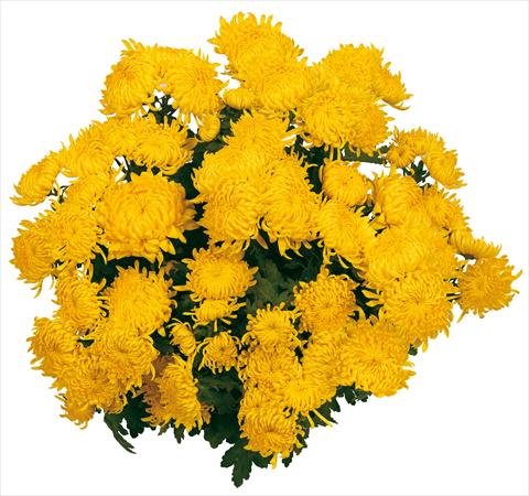 foto van een variëteit aan bloemen, te gebruiken als: Pot - en perkplant Chrysanthemum Soleil Voile
