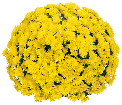 foto van een variëteit aan bloemen, te gebruiken als: Pot - en perkplant Chrysanthemum Souridor
